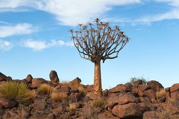 Kokerboom in Namibië van Jolene van den Berg
