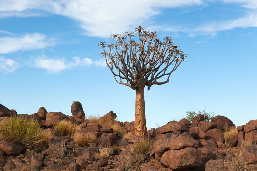 Tubular tree in Namibia by Jolene van den Berg
