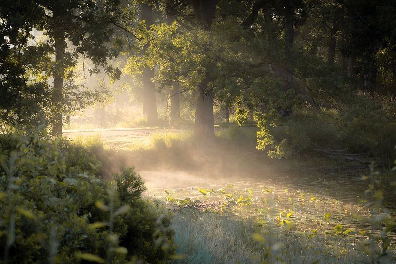 Oisterwijk fens by Jeroen Linnenkamp