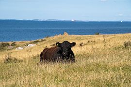 I'm enjoying the sunshine by Tina Linssen