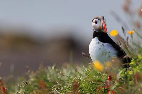 Puffin IJsland