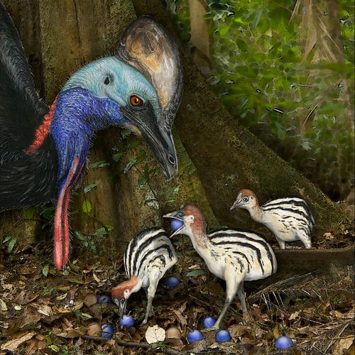 Kasuar mit Küken und Blue Quandong Früchten