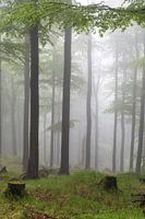 Forest with fog
