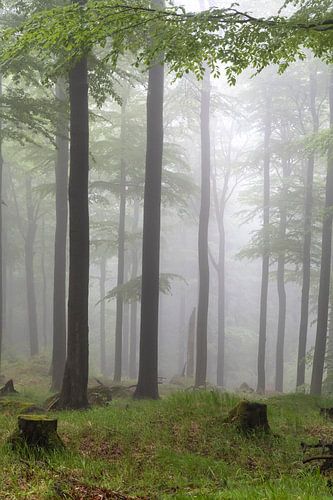 Forest with fog