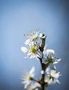 Spring Blossom von Alex Hiemstra Miniaturansicht