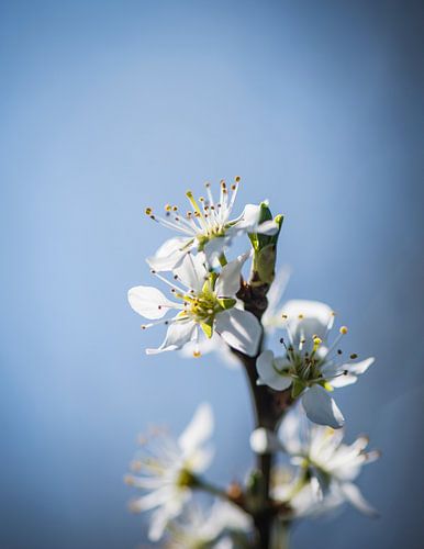 Spring Blossom