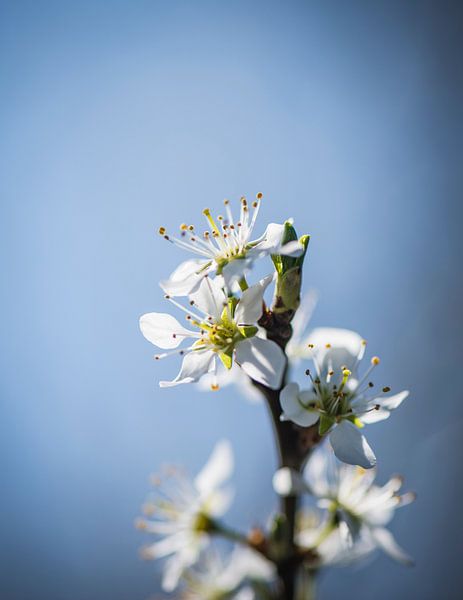 Spring Blossom von Alex Hiemstra