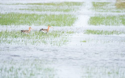 Nationale vogel: Grutto
