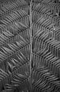 Lijnen van een plant in zwartwit van Anne van de Beek thumbnail