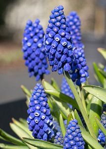 Traubenhyazinthen (Muscari)