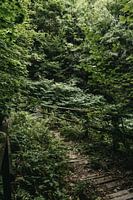 abandoned and crowded bridge in a green forest