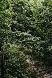 Verlassene und überfüllte Brücke in einem grünen Wald von Dorien Vleeming