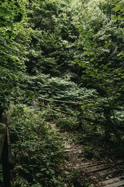 abandoned and crowded bridge in a green forest by Dorien Vleeming