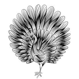 Illustration peacock by Studio Tosca