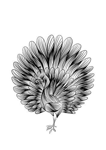 Poster pauw - Boerderijdieren - Zwart wit - Lijnillustratie