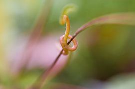 Macro roze plant van angelique van Riet