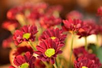 Rode chrysanten