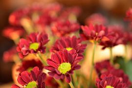 Rote Chrysanthemen von Philipp Klassen