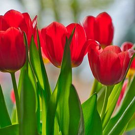 Cheerful and red coloured bunch of tulips by Jolanda de Jong-Jansen