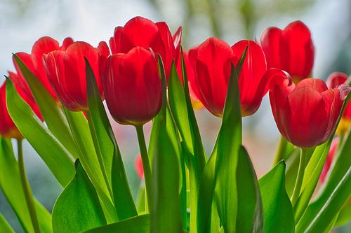 Vrolijk en rood gekleurde bos tulpen