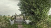 Hollandse Landschappen