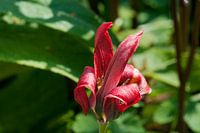 Fleur rouge