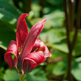 Rote Blume von Cor Visser