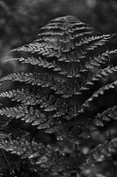 Detailfoto varen in het bos in zwart-wit | Natuurfotografie