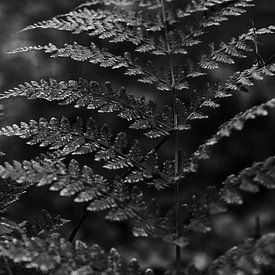 Detailfoto varen in het bos in zwart-wit | Natuurfotografie van Christien Hoekstra