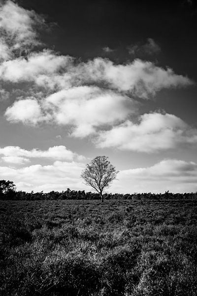 Baum im Naturschutzgebiet Hoge Veluwe von Linsey Aandewiel-Marijnen