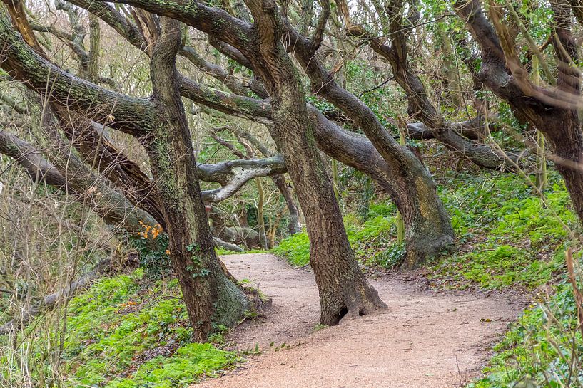 Path and warped trees by Achim Prill