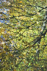 Herbstliche Reflektionen im Wasser.