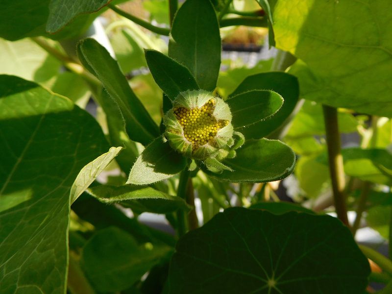 Ontluikend leven by Monique Bas