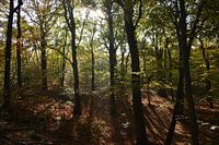 Herfst