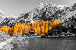 Goldene Lärchen am See