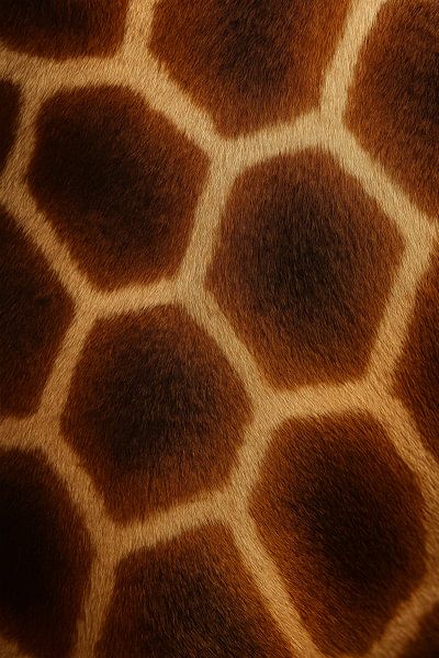 Giraffengeometrie - die Schönheit der natürlichen Muster von But First Framing