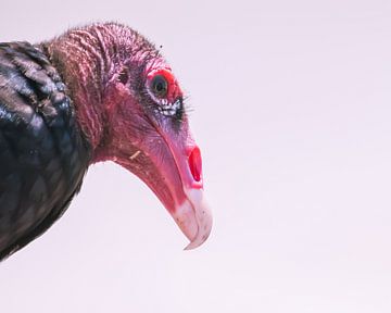 Turkey Vulture by Hennie Zeij