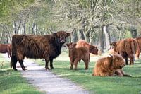 Scottish Highlanders
