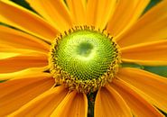 Yellow flower by Samira Geerdinck thumbnail