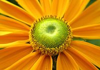 Yellow flower