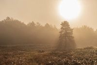 Ce n'était pas aussi calme qu'il n'y paraît.