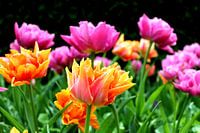 Frühlingsfarben