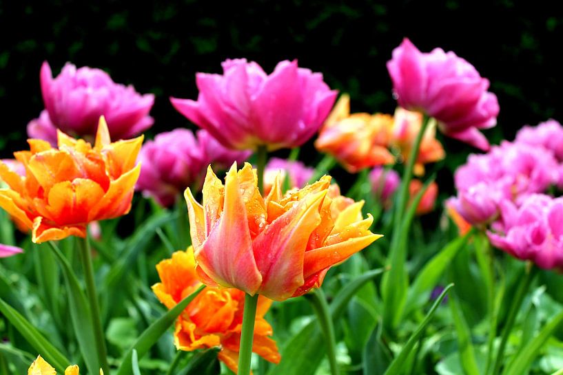 Frühlingsfarben von Renate Dohr