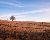Beech on top of the Veluwe heath during the rising sun