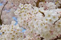 Japanse kersenbloesem Sakura