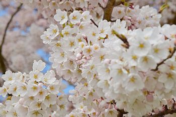 Cerisier japonais en fleur Sakura