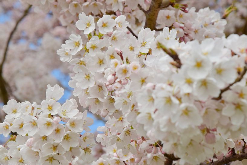 Japanese cherry blossom Sakura by Corine Dekker