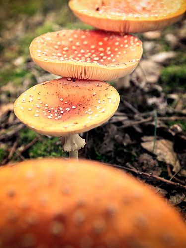Paddestoelen