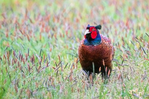 Pheasant