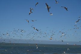 Seagulls on the beach at Cadzand by Keywan Salehi